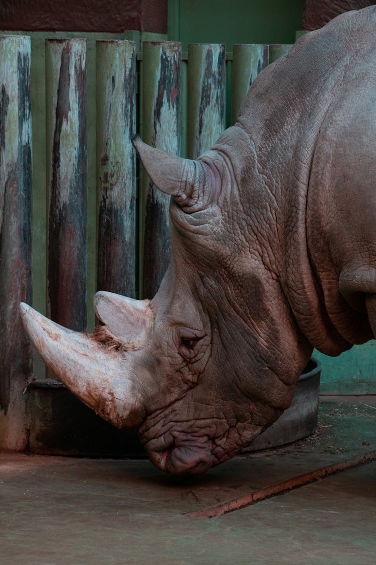 Rhinoceros In Zoo