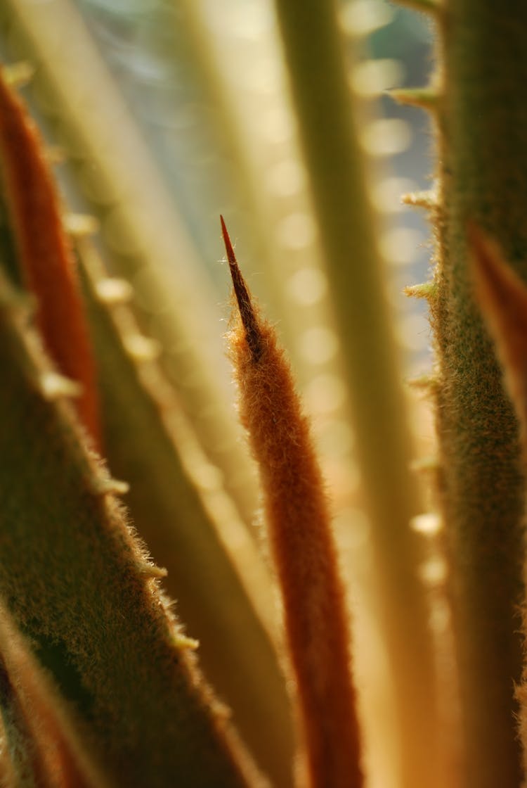 Close Up Of Plant Spike