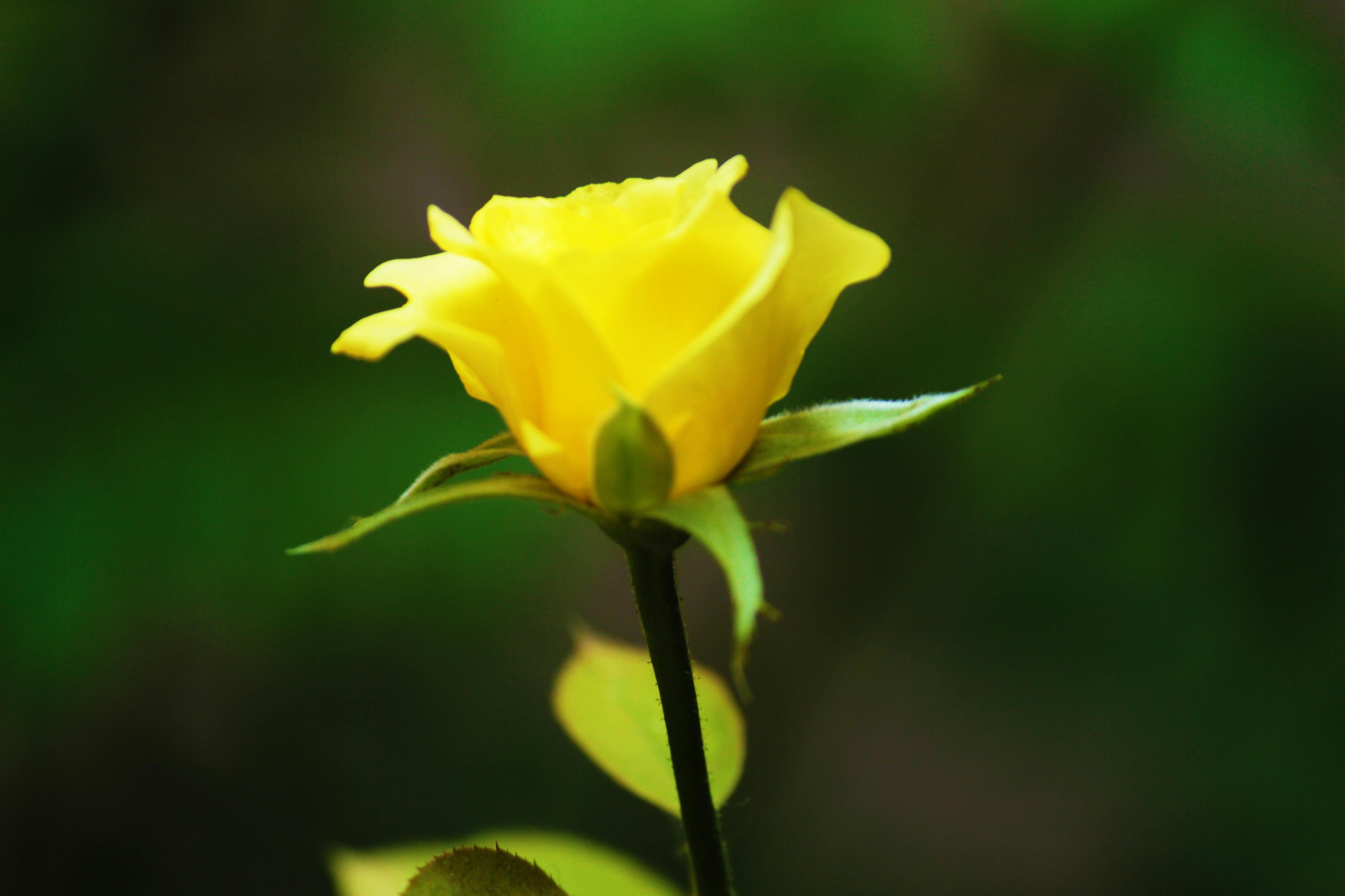 Foto Stok Gratis Tentang Bunga Mawar Kuning