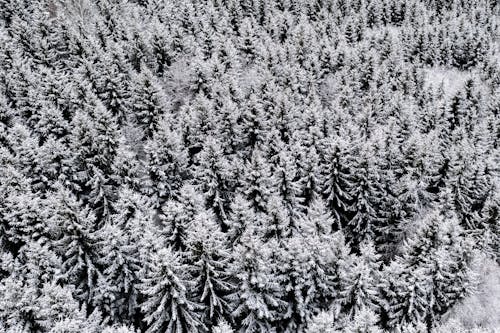 Drone Shot of Snow Covered Trees