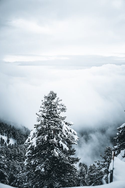 Základová fotografie zdarma na téma les, mráz, počasí