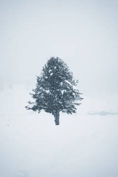 A lone pine tree stands in a serene snowy landscape, epitomizing winter's tranquil beauty.