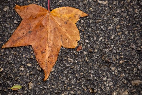 Free A detailed close-up of a brown maple leaf resting on wet tarmac, showcasing autumn's beauty. Stock Photo