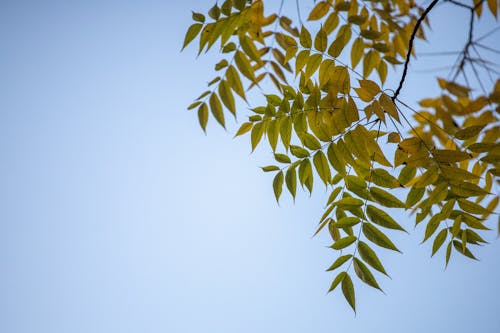 Low-Angle Shot of Green Tree Leaves