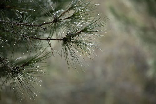 Selective Focus Photograph of Fir Leaves