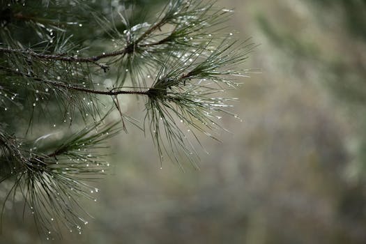 Close-up of rain-drenched pine needles, capturing nature's serene beauty.
