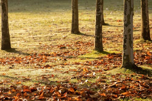 Brown Leaves on the Ground