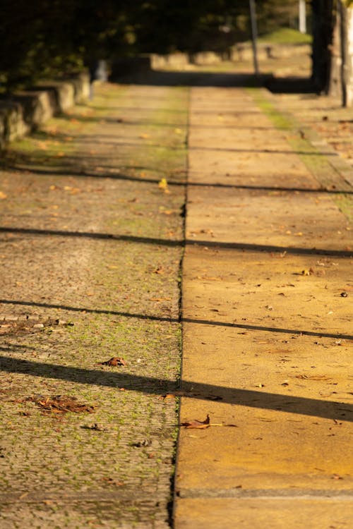 A Walkway with Dried Leaves