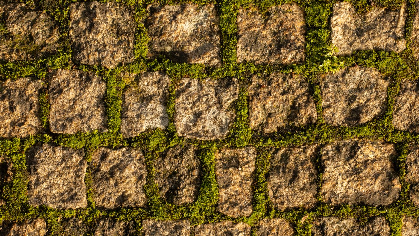 Scandi-Style Moss & Stone Garden: The 12-Week Build