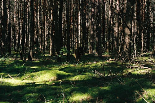 ağaçlar, ayı, bakir bölge içeren Ücretsiz stok fotoğraf