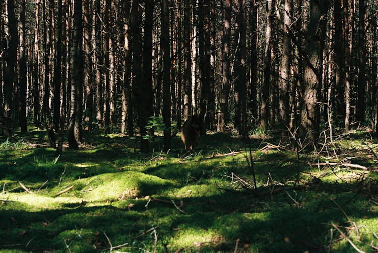 Bear On Grass Under Trees