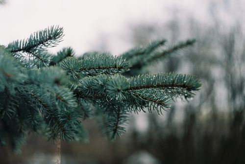 Free Detailed close-up of evergreen pine needles with dewdrops, showcasing nature's elegance. Stock Photo