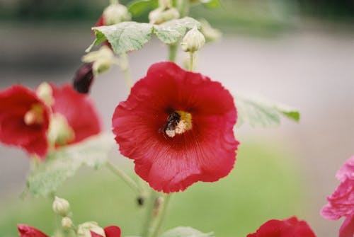 Gratis Fotos de stock gratuitas de de cerca, flor roja, flora Foto de stock