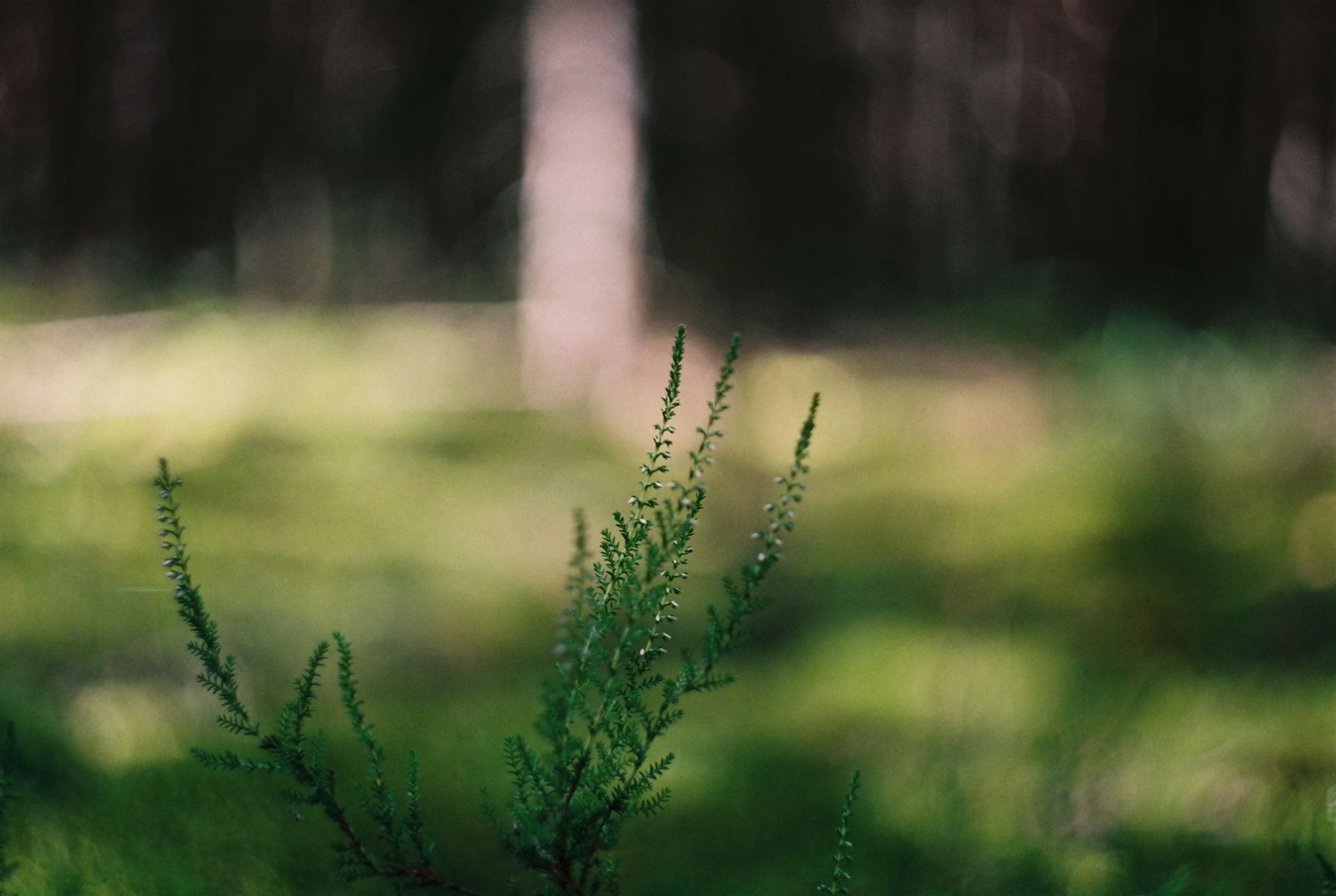 Close-up of a heather plant with blurred forest background, evoking tranquility.
