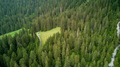 Aerial View of a Conifer Forest 