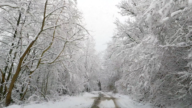 A serene snow-laden forest road depicting the peacefulness of winter.