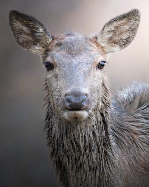 Free Close Up Photo of a Deer Stock Photo