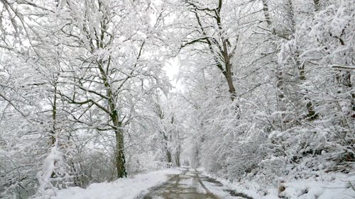Бесплатное стоковое фото с деревья, зима, покрытый снегом