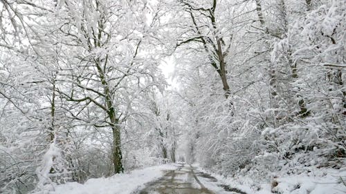 Fotobanka s bezplatnými fotkami na tému chladné počasie, stromy, zasnežené