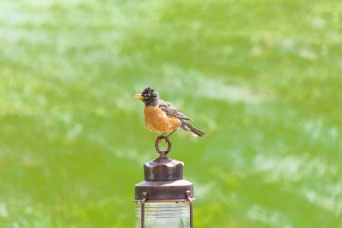 Gratis lagerfoto af amerikansk robin, fugl, fuglfotografi