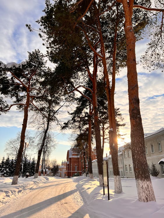 Photos gratuites de arbres, chemin, contre-plongée