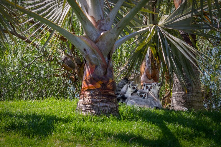 Lemurs Between Bismarck Palms