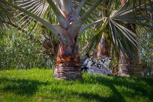 Free Group of lemurs lounging in the shade of bismarck palms in Valencia, Spain. Stock Photo
