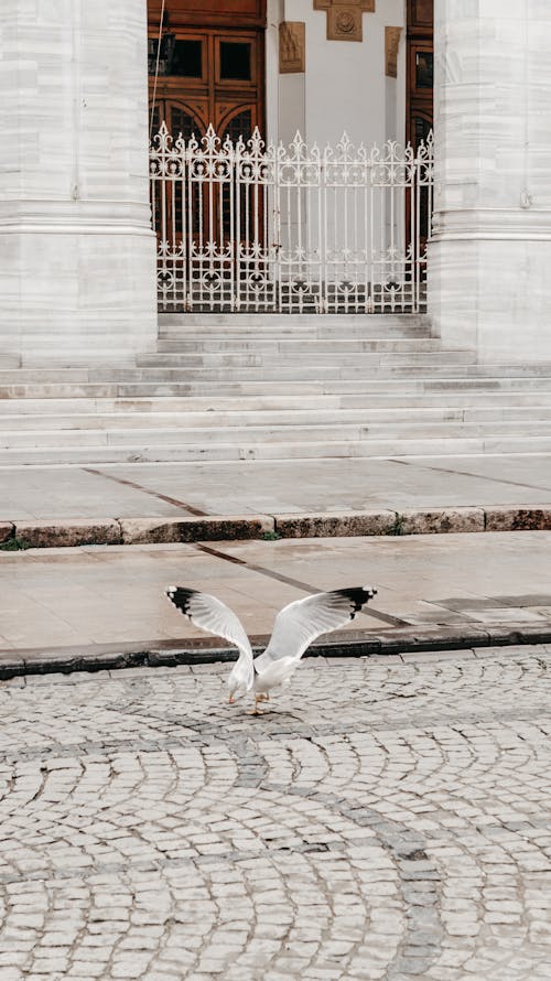 White Bird on the Floor 