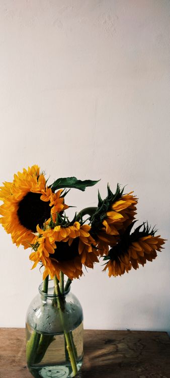 Yellow Sunflower in Clear Glass Vase · Free Stock Photo