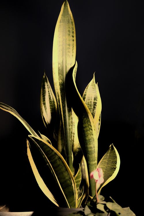 Free Close-up of the vibrant Dracaena Trifasciata leaves against a stark black background. Stock Photo