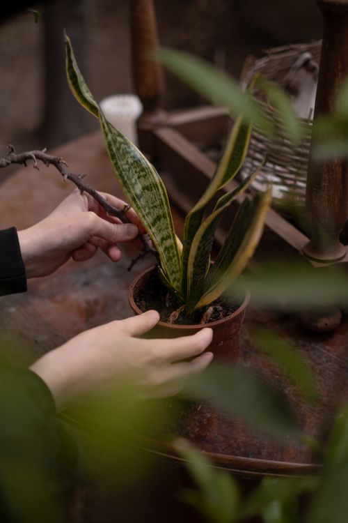 Free Hands gently tending a potted snake plant outdoors, with a rustic background. Stock Photo