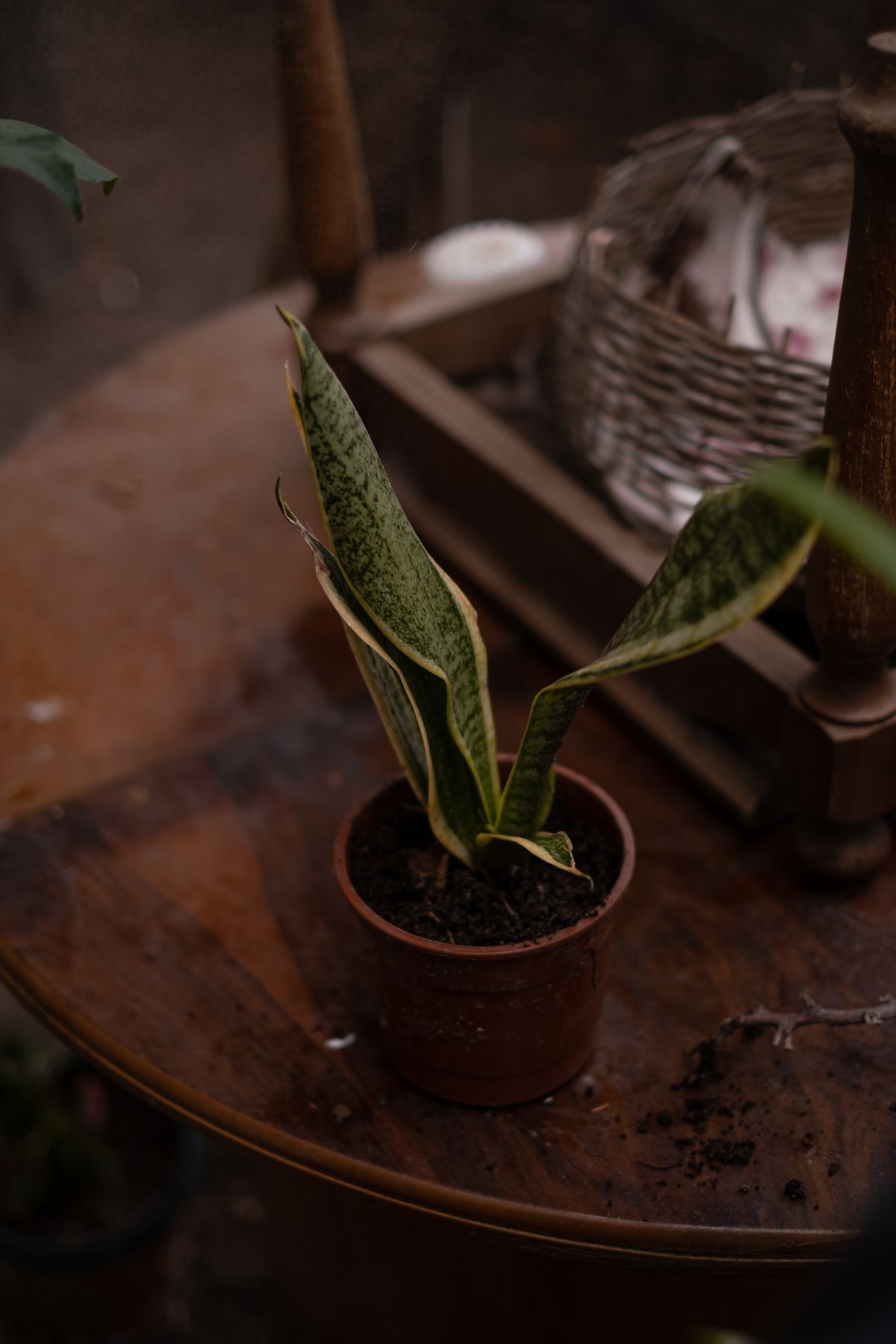 Espada-de-são-jorge saudável cultivada em vaso