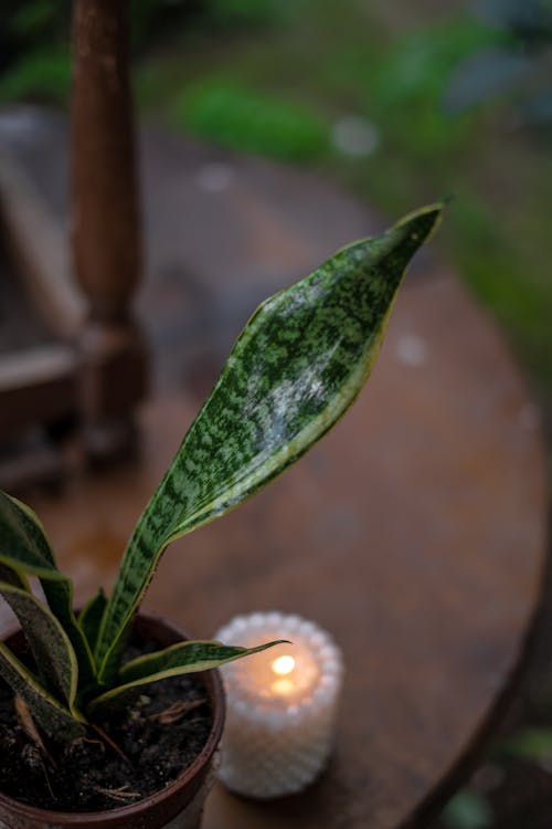 Free Potted Plant Near Lighted Candle  Stock Photo