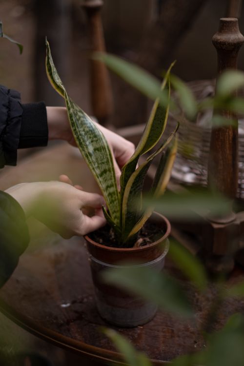 Free Close-up of hands adjusting a dracaena plant in a pot indoors, offering a serene and natural aesthetic. Stock Photo