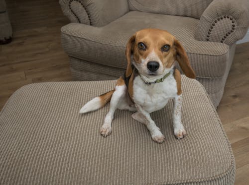 Foto profissional grátis de animais, animais de estimação, beagle