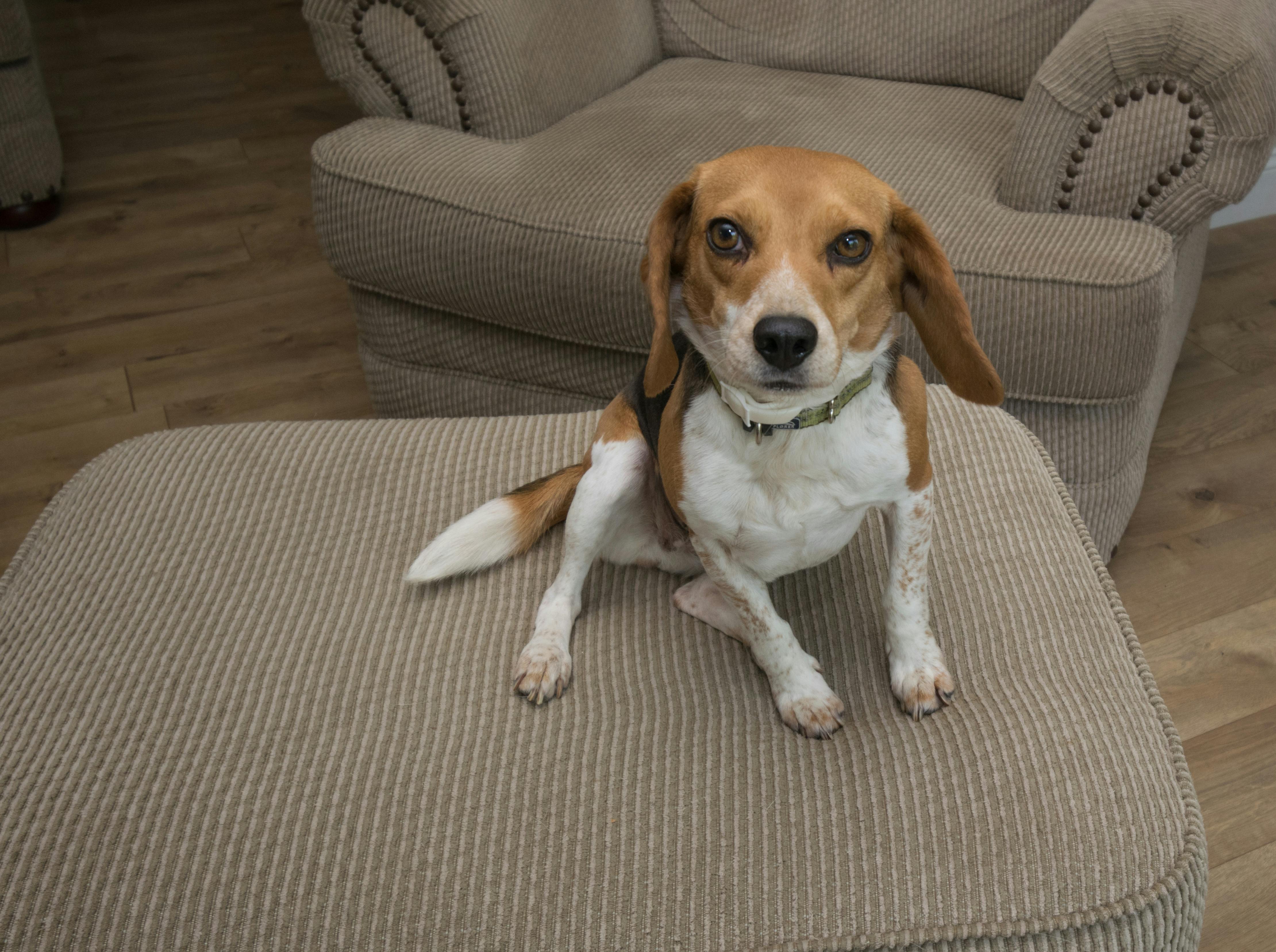 Foto Stok Gratis Tentang Anjing Beagle Anjing Lucu Beagle