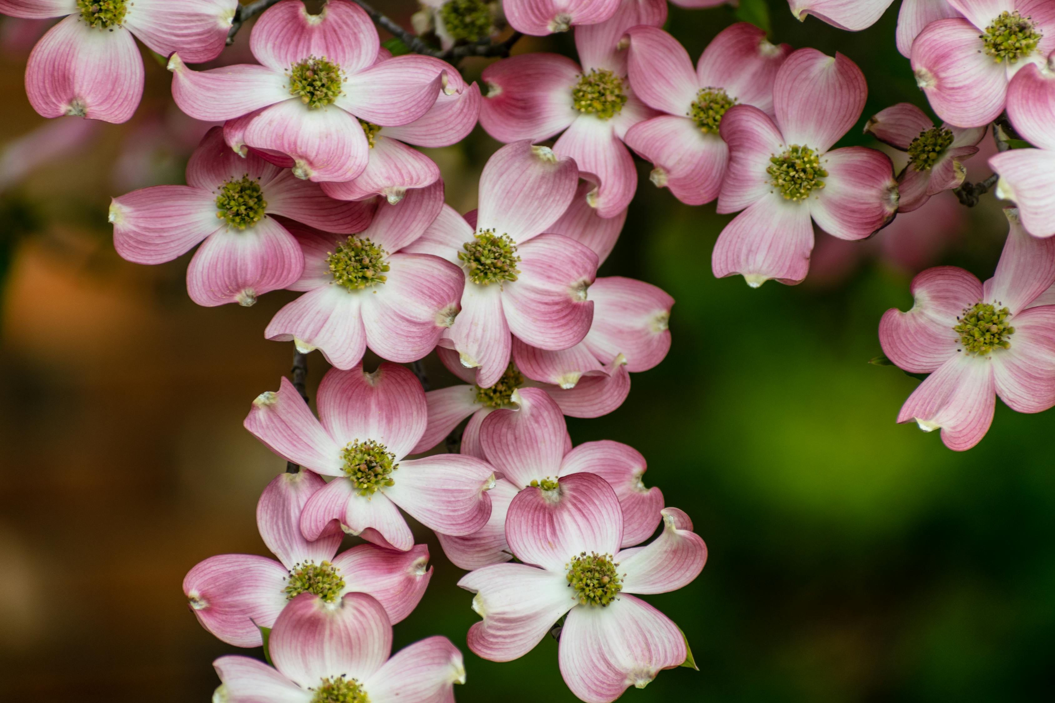 Free Stock Photo Of Blossoms Dogwood Flower