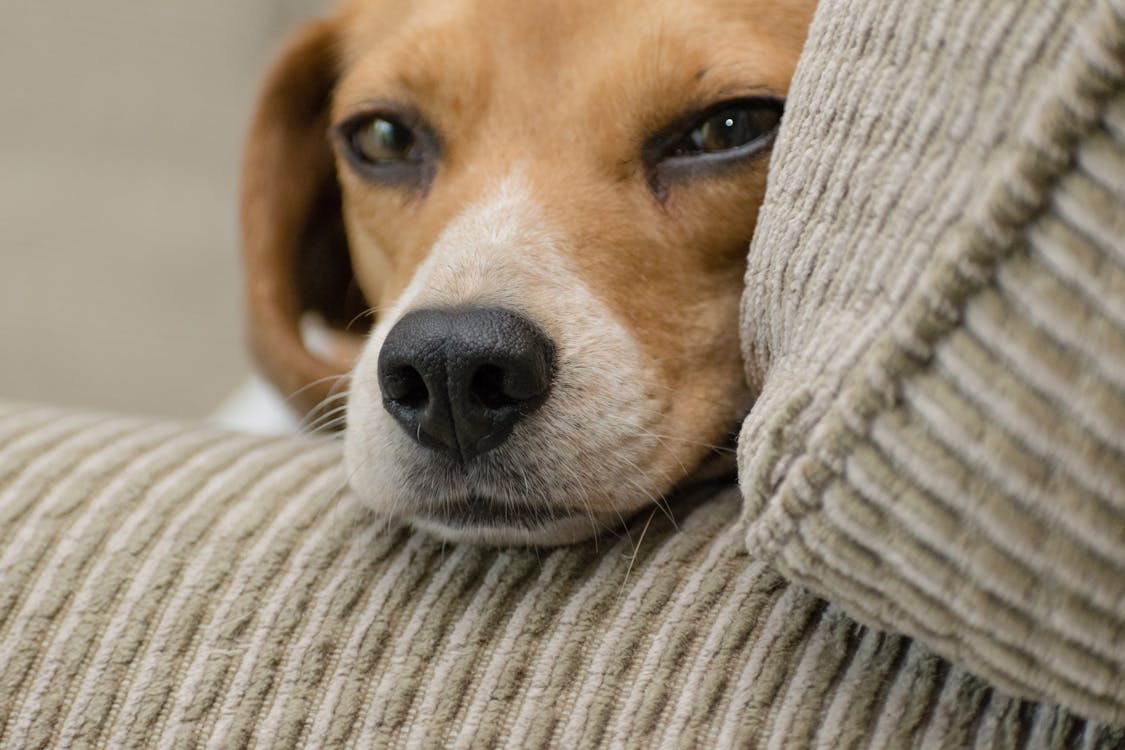 Free Close-up Photo of Beagle Resting Head on Armrest Stock Photo