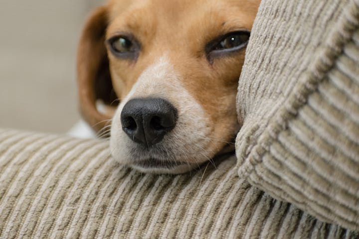 Close-up of a cute beagle lying on a couch, perfect for dog lovers.