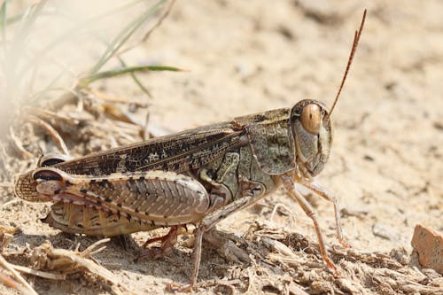 Gratis arkivbilde med insekter