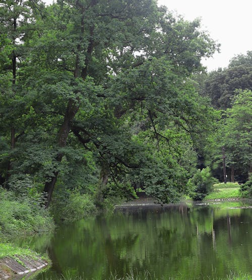 Gratis arkivbilde med innsjø, land, tretopp