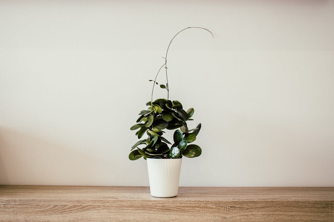 Grüne Pflanze Mit Weißem Keramiktopf