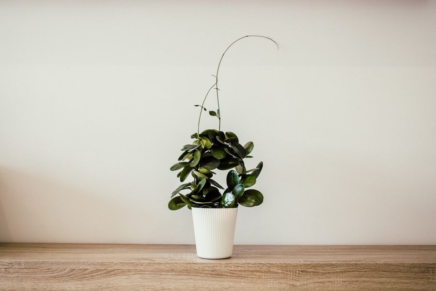 A minimal still life of a green plant in a ceramic vase against a soft neutral wall