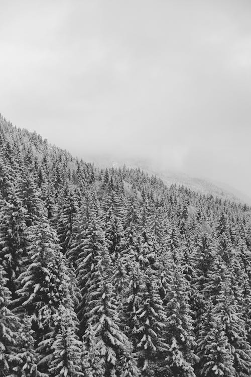 Free Grayscale Photo of Trees Covered with Snow Stock Photo