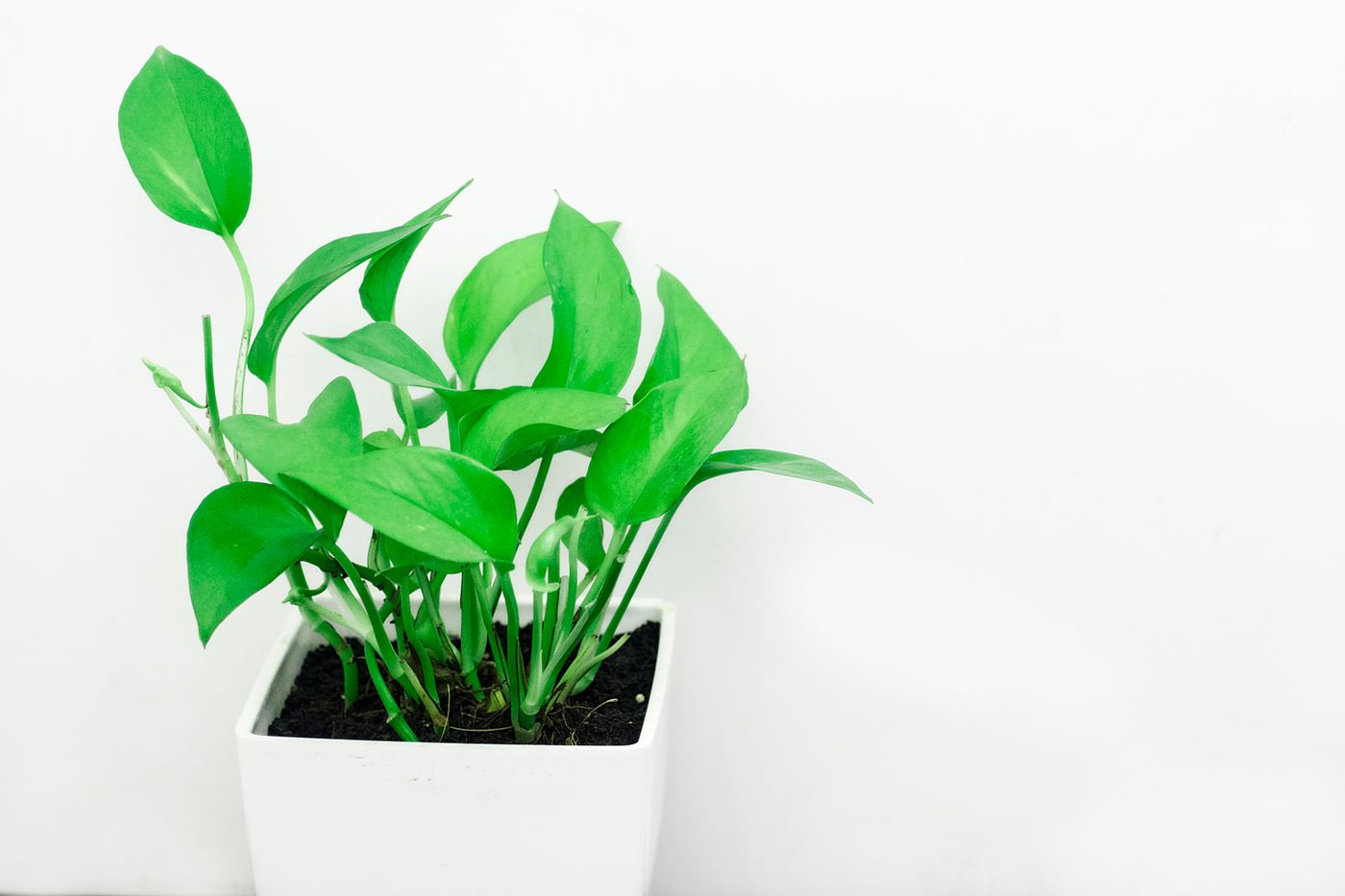 Indoor plant ceramic pot