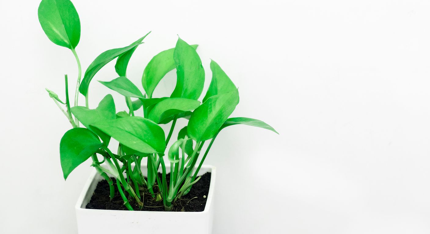生き生きとした緑の葉が生い茂る植物
