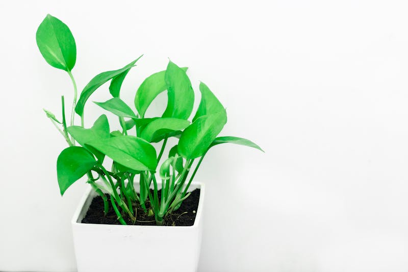 Professional office plants arrangement