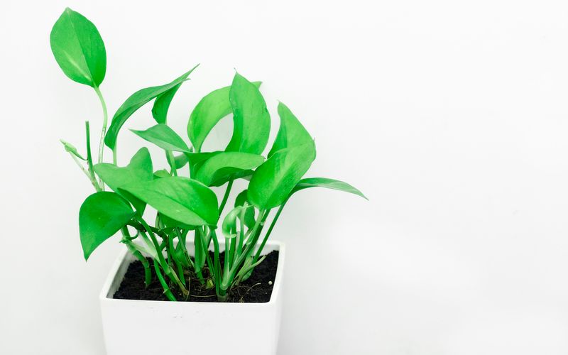 Top 10 Best Indoor Plants of 2025: Transform Your Space with Nature