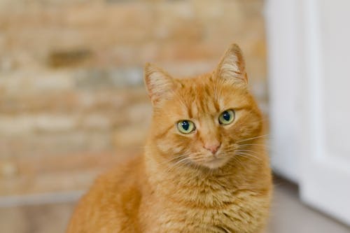 Orange Tabby Cat in Close Up Photography