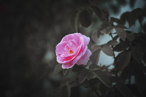 Gratis Fotos de stock gratuitas de de cerca, flor rosa, flora Foto de stock